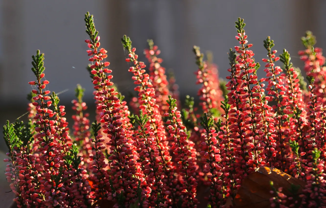 Фото обои flower, autumn, heather, blooming