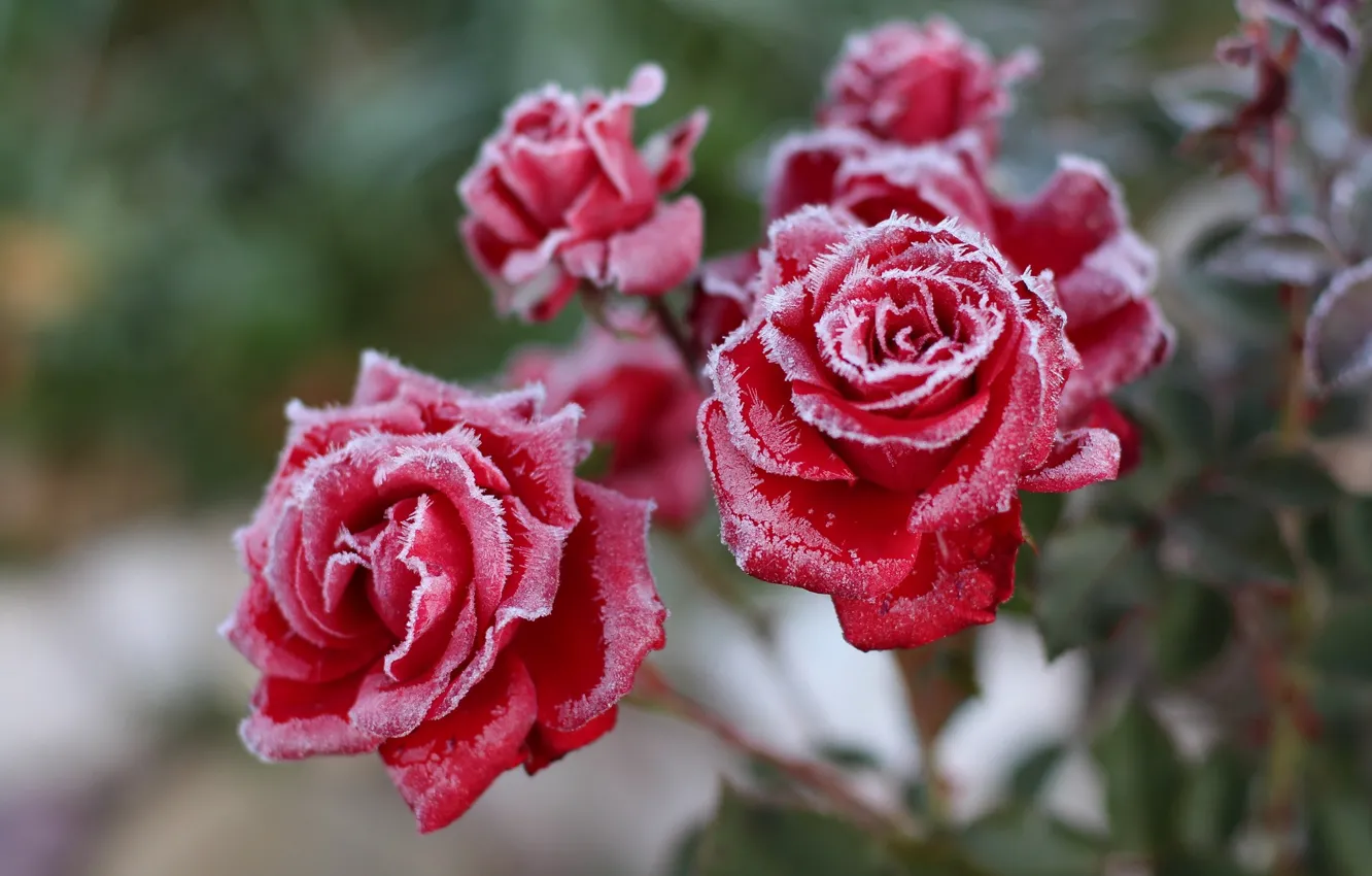 Фото обои иней, розы, утро, мороз, красные, красные розы