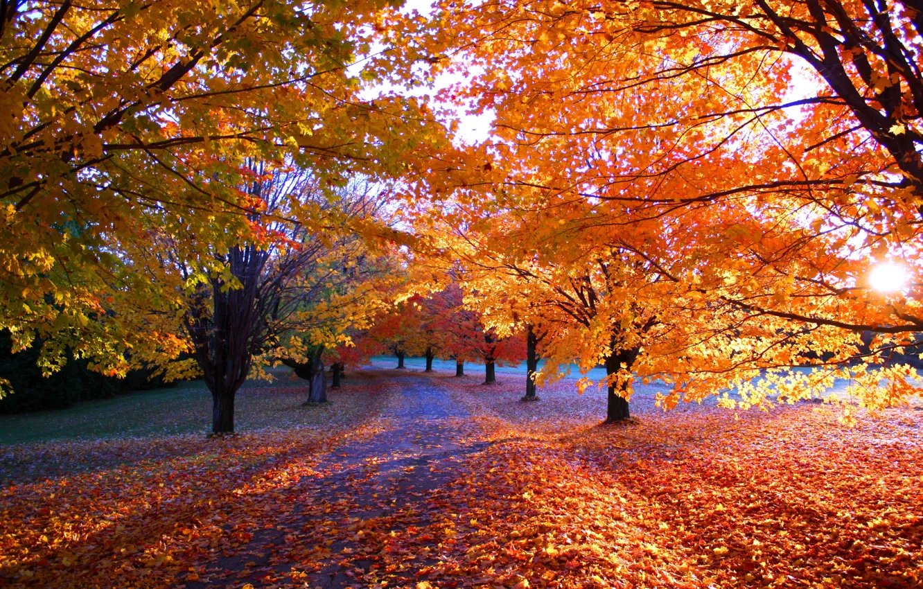 Фото обои дорога, осень, деревья, пейзаж, Листья