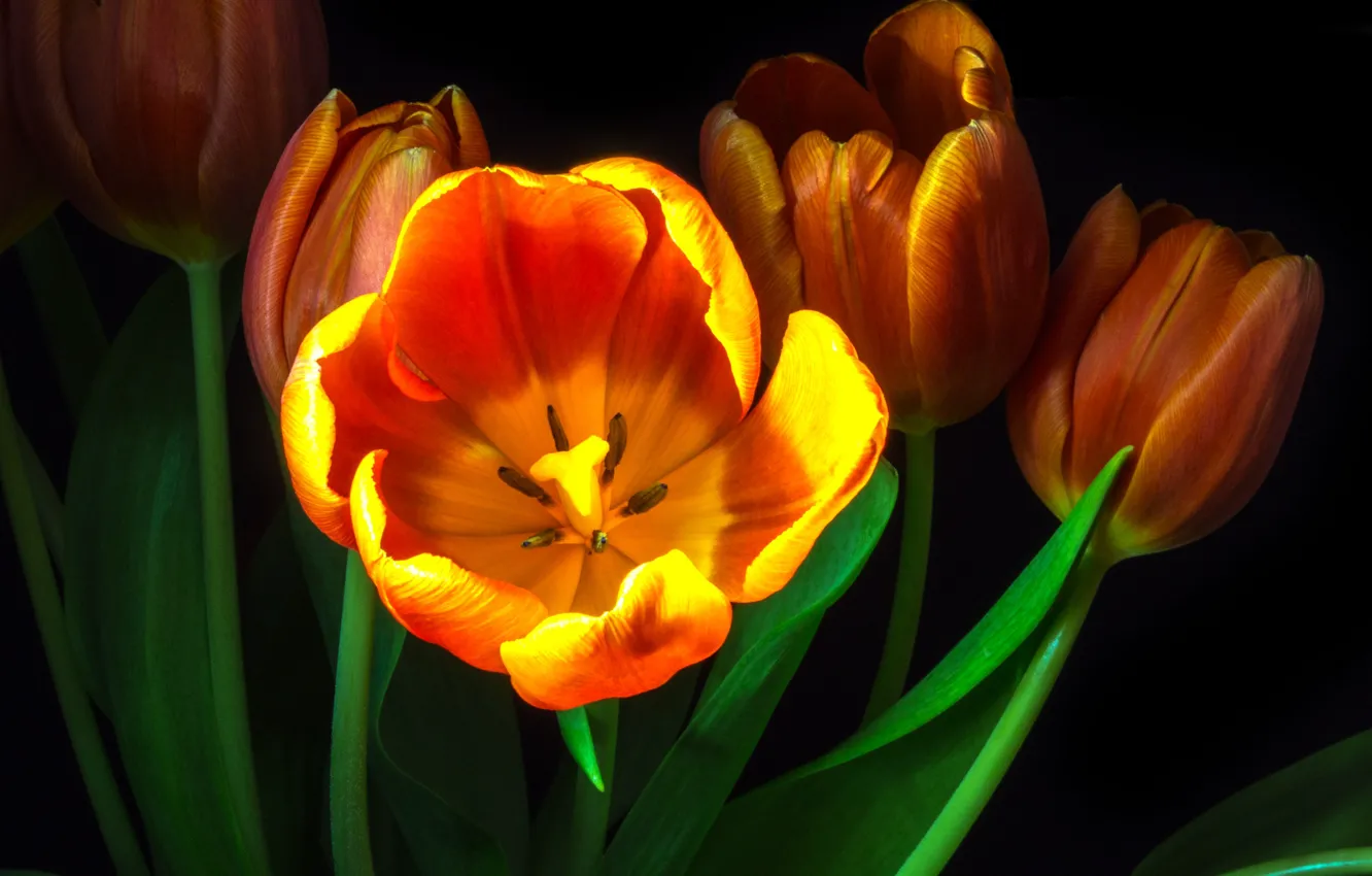 Фото обои Flower, Black, Tulip, Macro, Backgraund