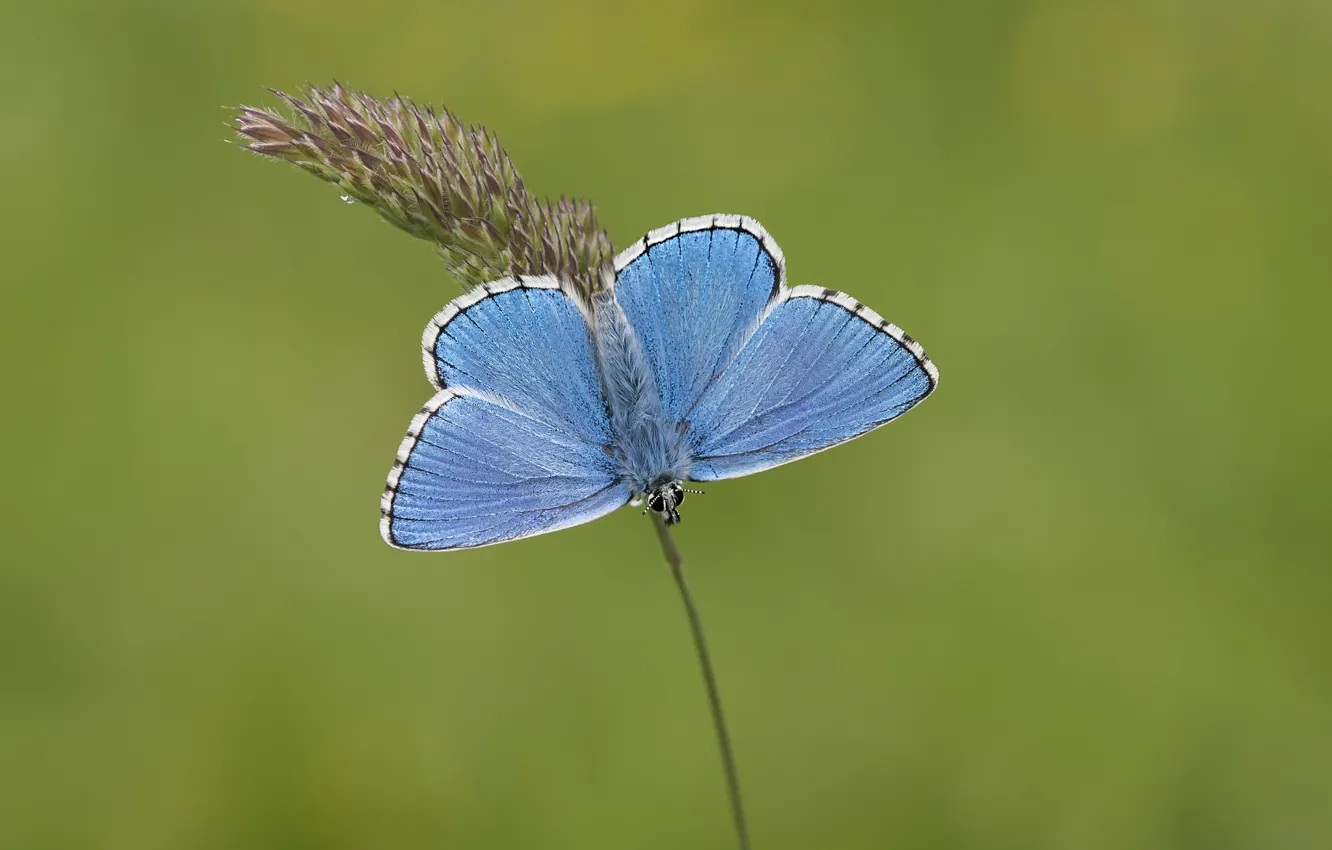 Фото обои макро, бабочка, голубая