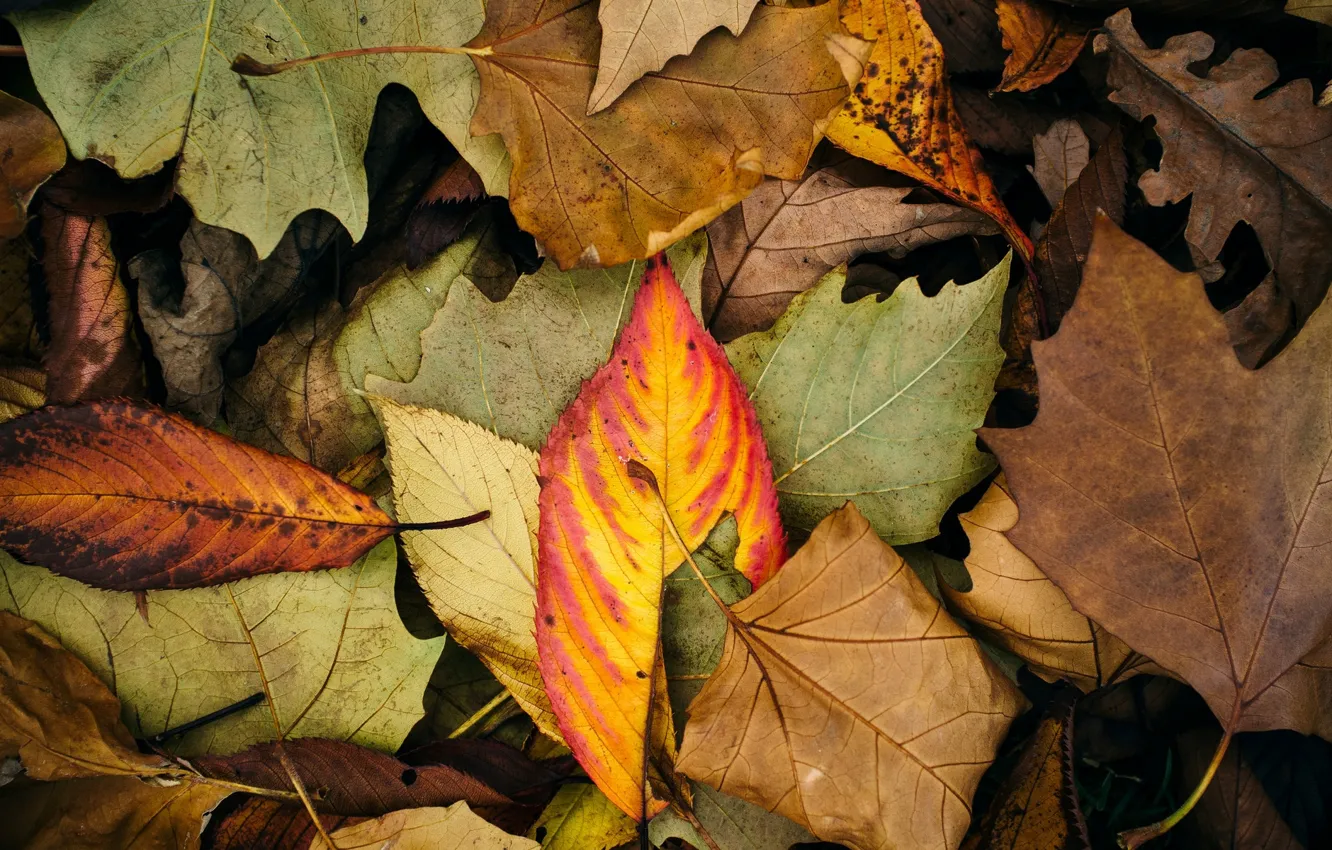 Фото обои осень, листья, макро, фон, widescreen, обои, цвет, листик