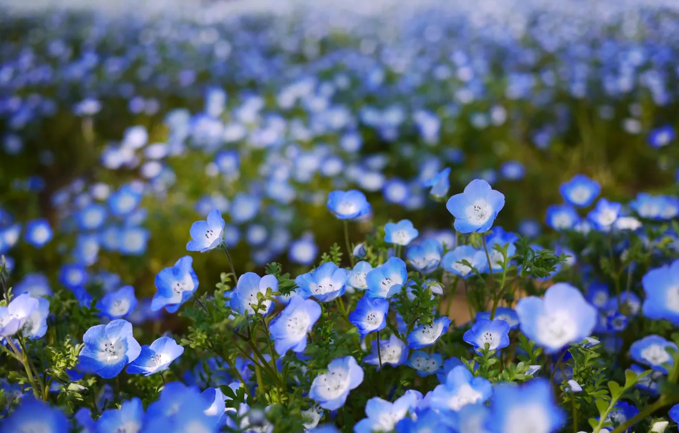 Фото обои поле, цветы, лепестки, размытость, голубые, боке, Немофила