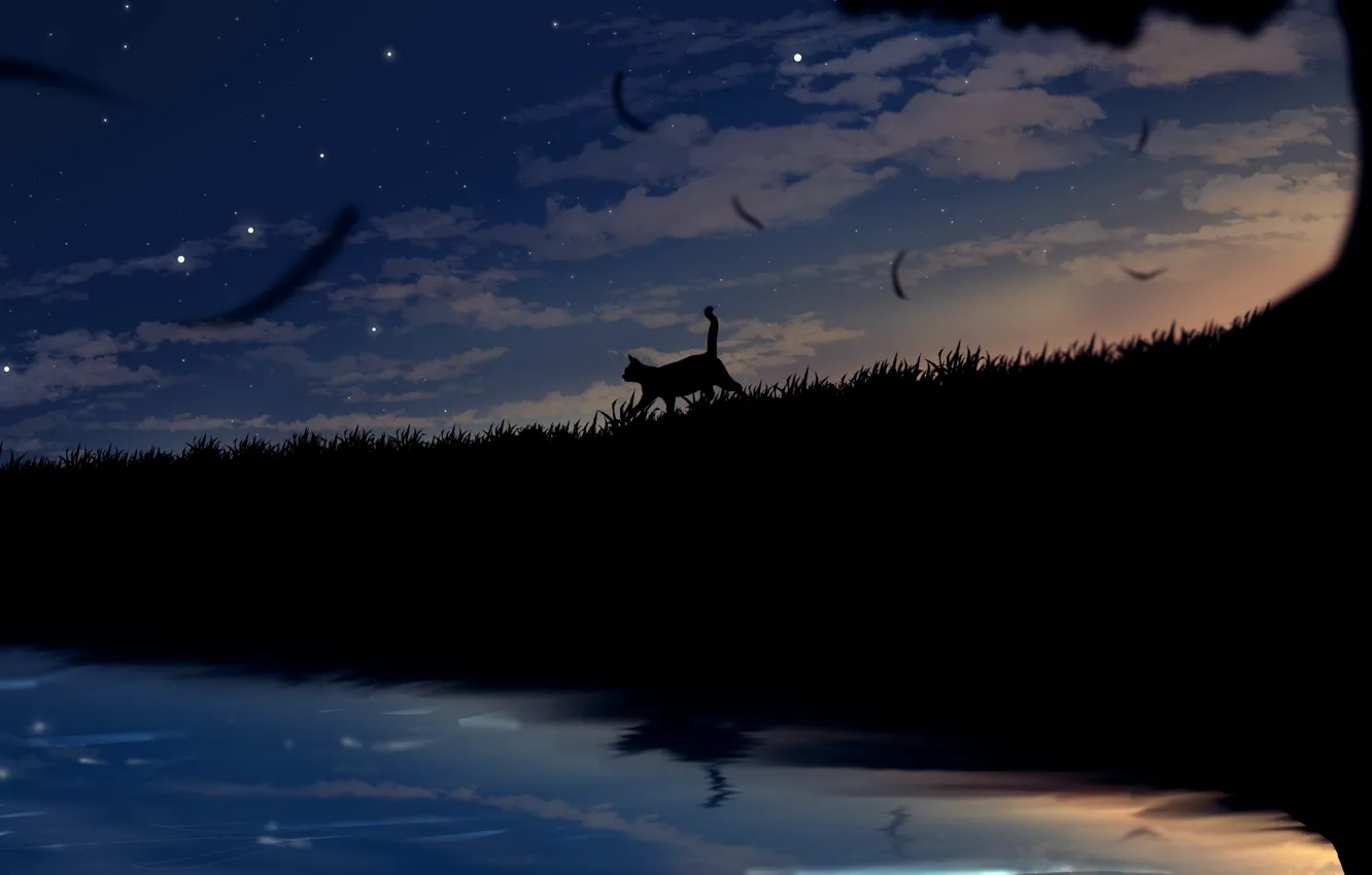 Фото обои поле, кошка, небо, трава, кот, ночь