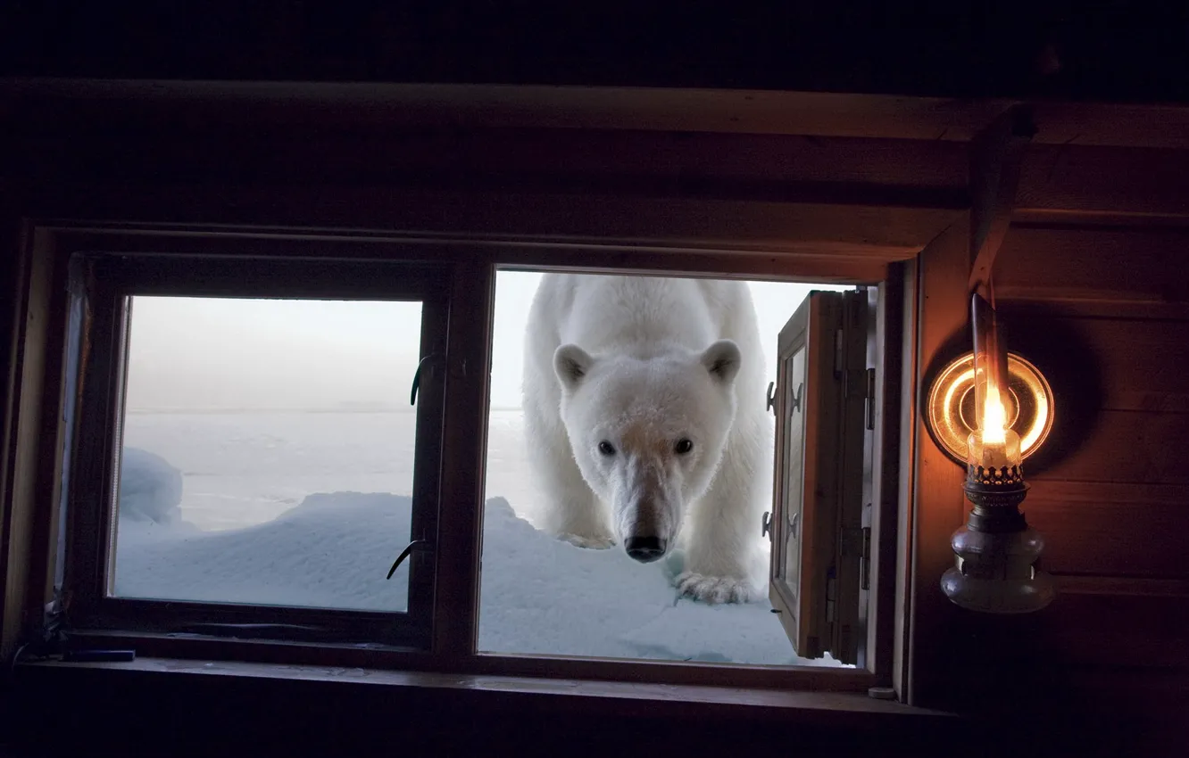 Фото обои ситуация, медведь, окно