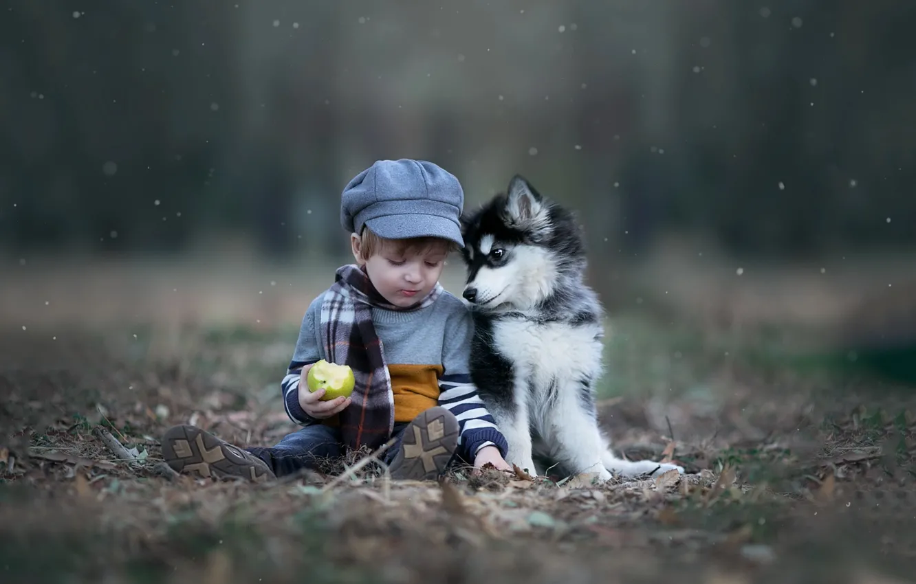 Фото обои осень, природа, животное, яблоко, собака, мальчик, шарф, малыш