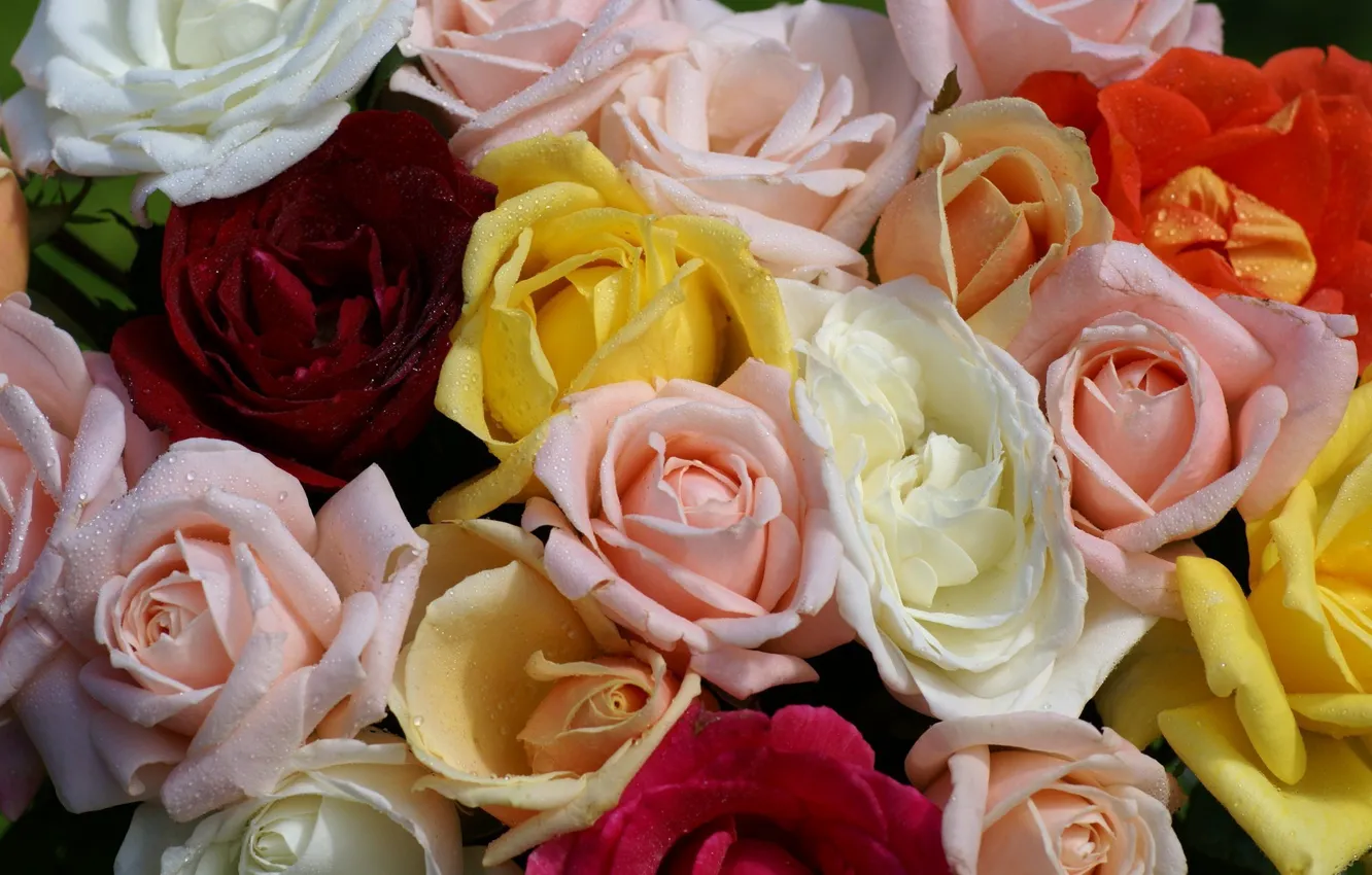 Фото обои капли, роса, розы, желтые, розовые, белые, красная, разноцветные
