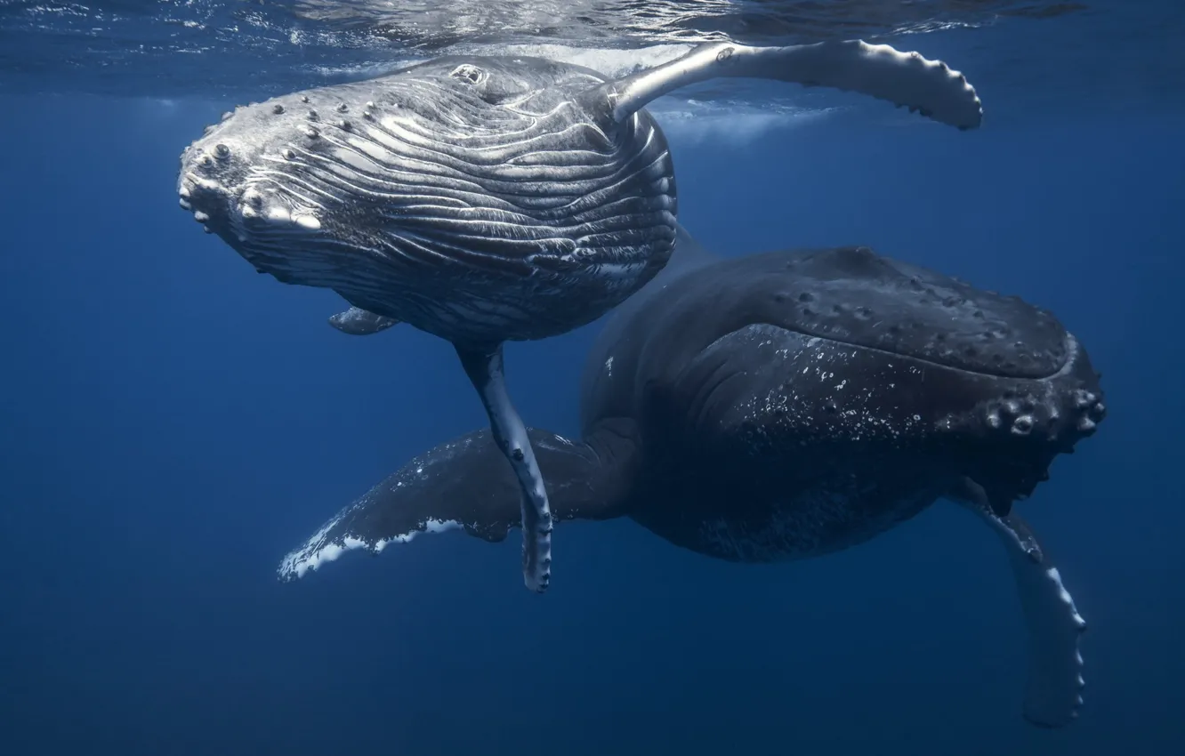 Фото обои underwater, sea, nature, animal, wildlife, two black humpback whales