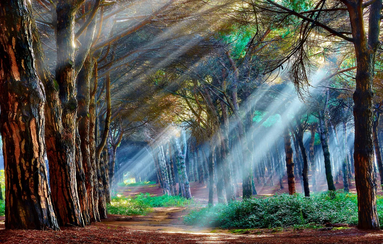 Фото обои light, forest, trees, mystical