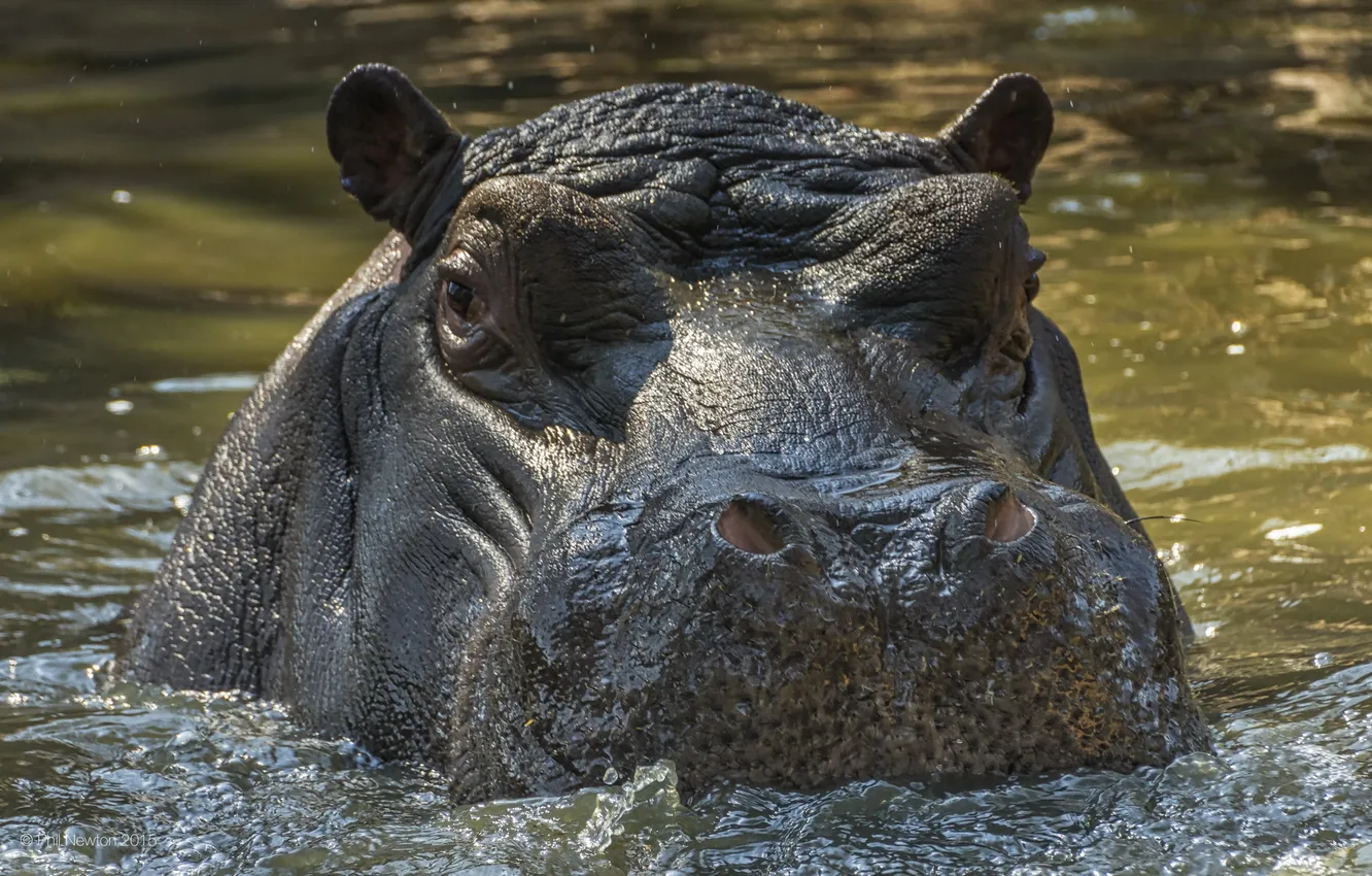 Фото обои South Africa, Hippopotamus, Johannesburg Zoo