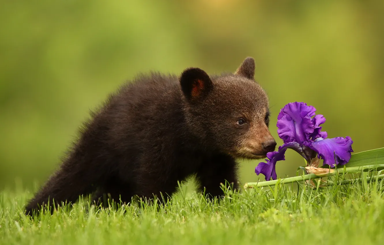 Фото обои цветок, природа, медведь