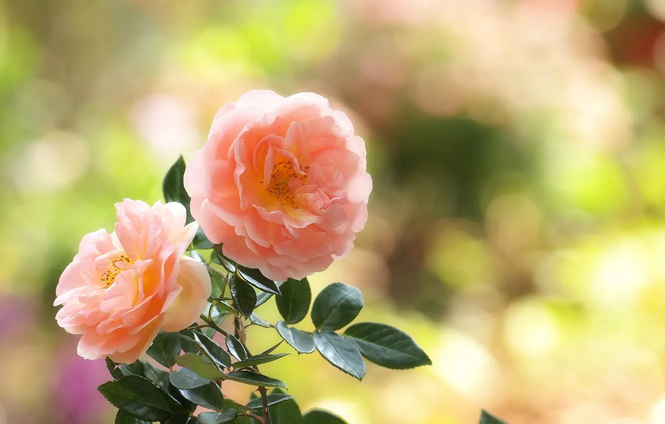 Фото обои листья, блики, розы, розовые