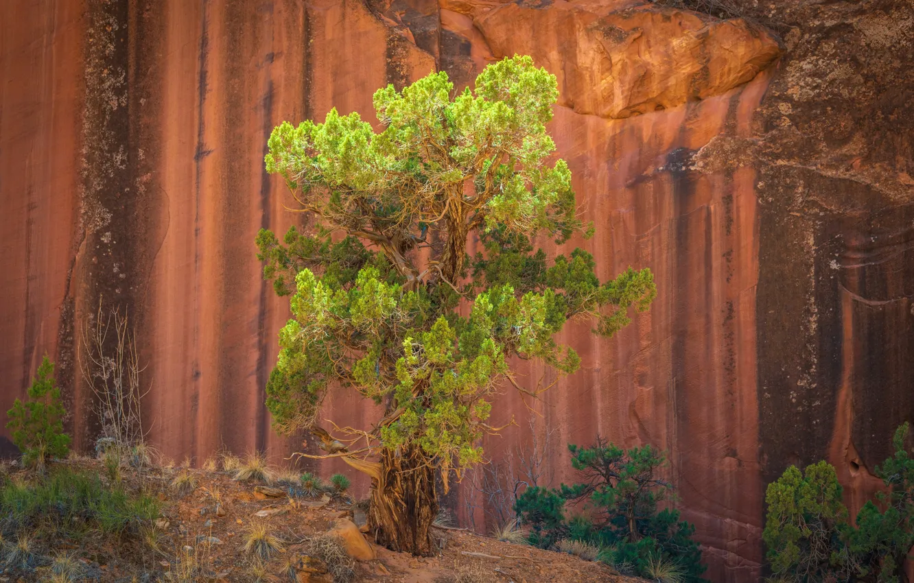 Фото обои дерево, скалы, rocks, tree, Jeffrey C. Sink