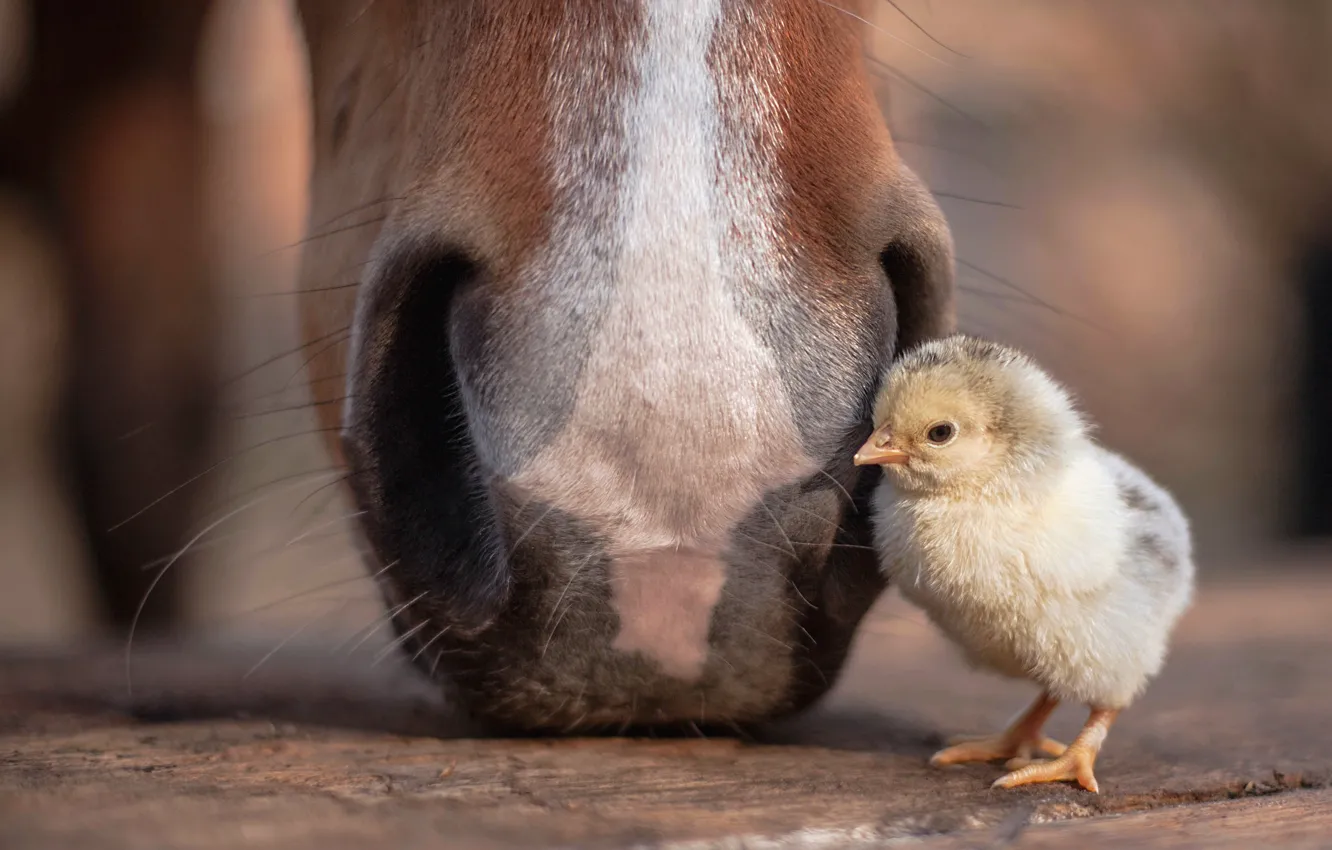 Фото обои природа, конь, цыплёнок