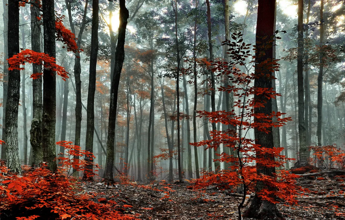 Фото обои осень, лес, деревья, туман, утро