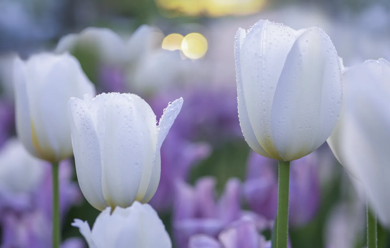 Фото обои тюльпаны, белые, бутоны