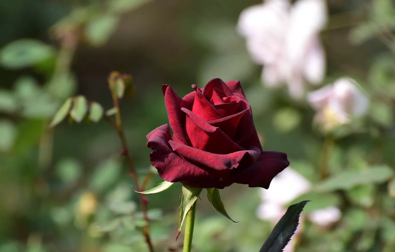 Фото обои цветок, фон, роза, бутон, красная, боке, темно-красная, бордовая