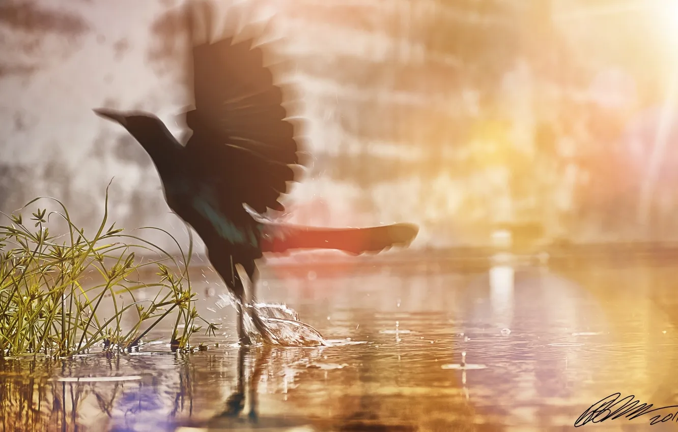 Фото обои трава, вода, солнце, брызги, крылья, птичка, Bird