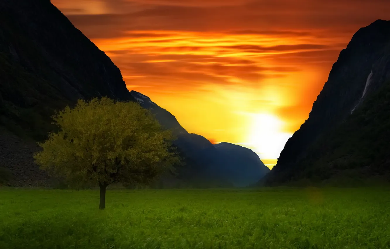 Фото обои закат, горы, дерево