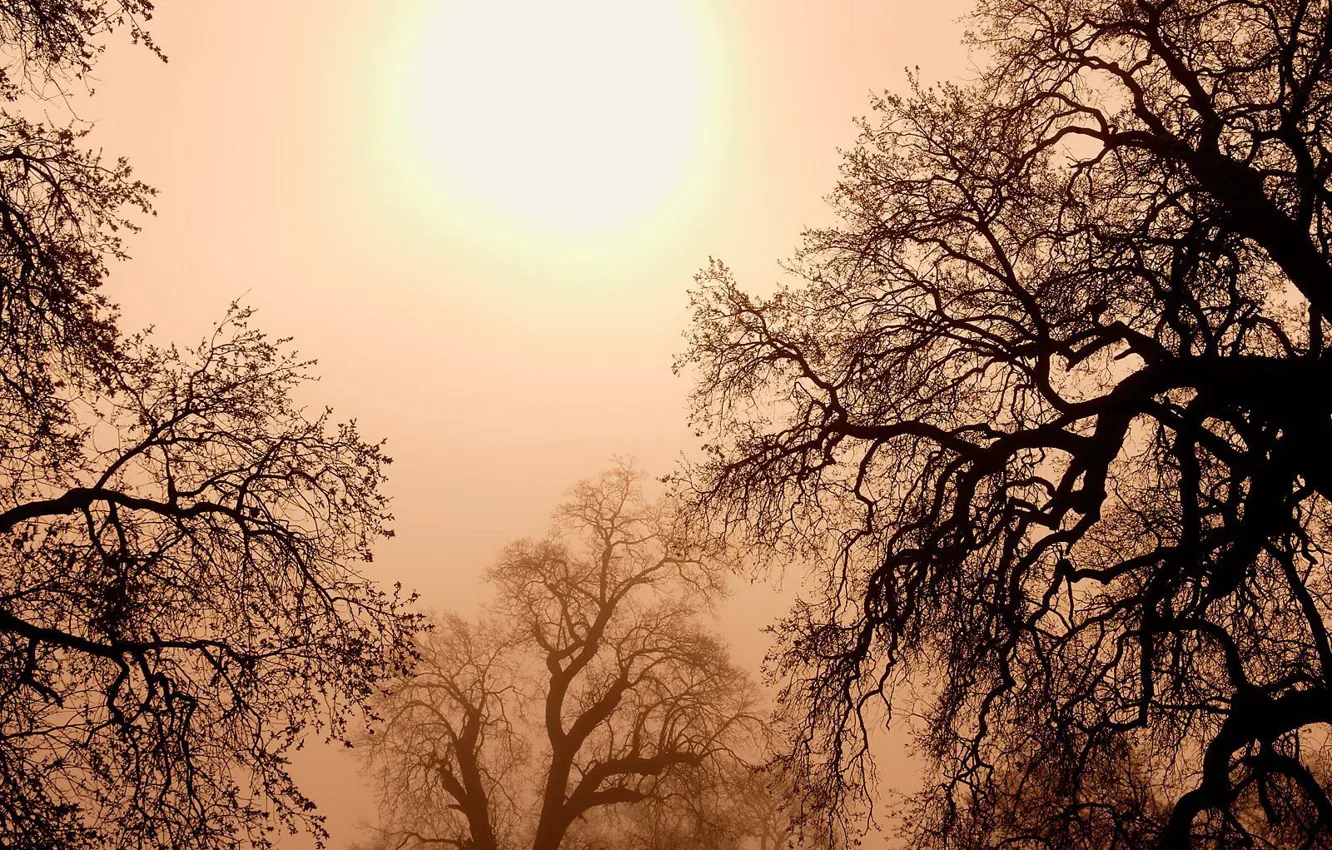 Фото обои солнце, деревья, ветки