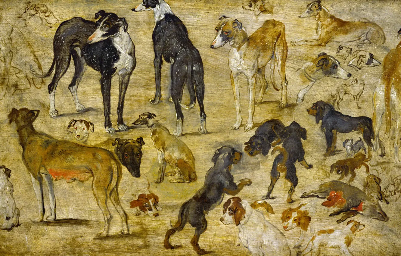 Фото обои животные, картина, Ян Брейгель старший, Эскизы Собак