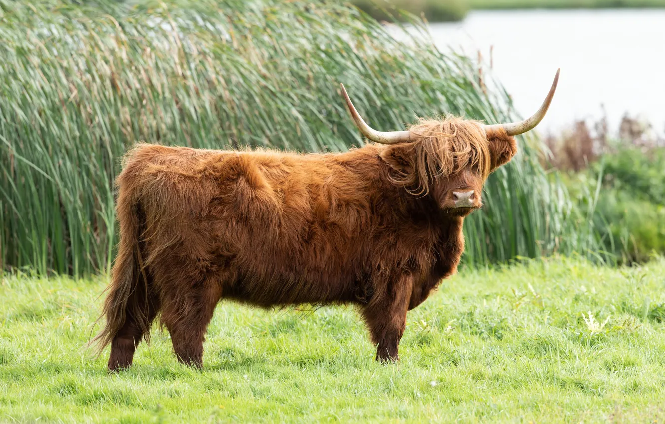 Фото обои трава, природа, берег, корова, коричневый, бык, шотландский, шотландская