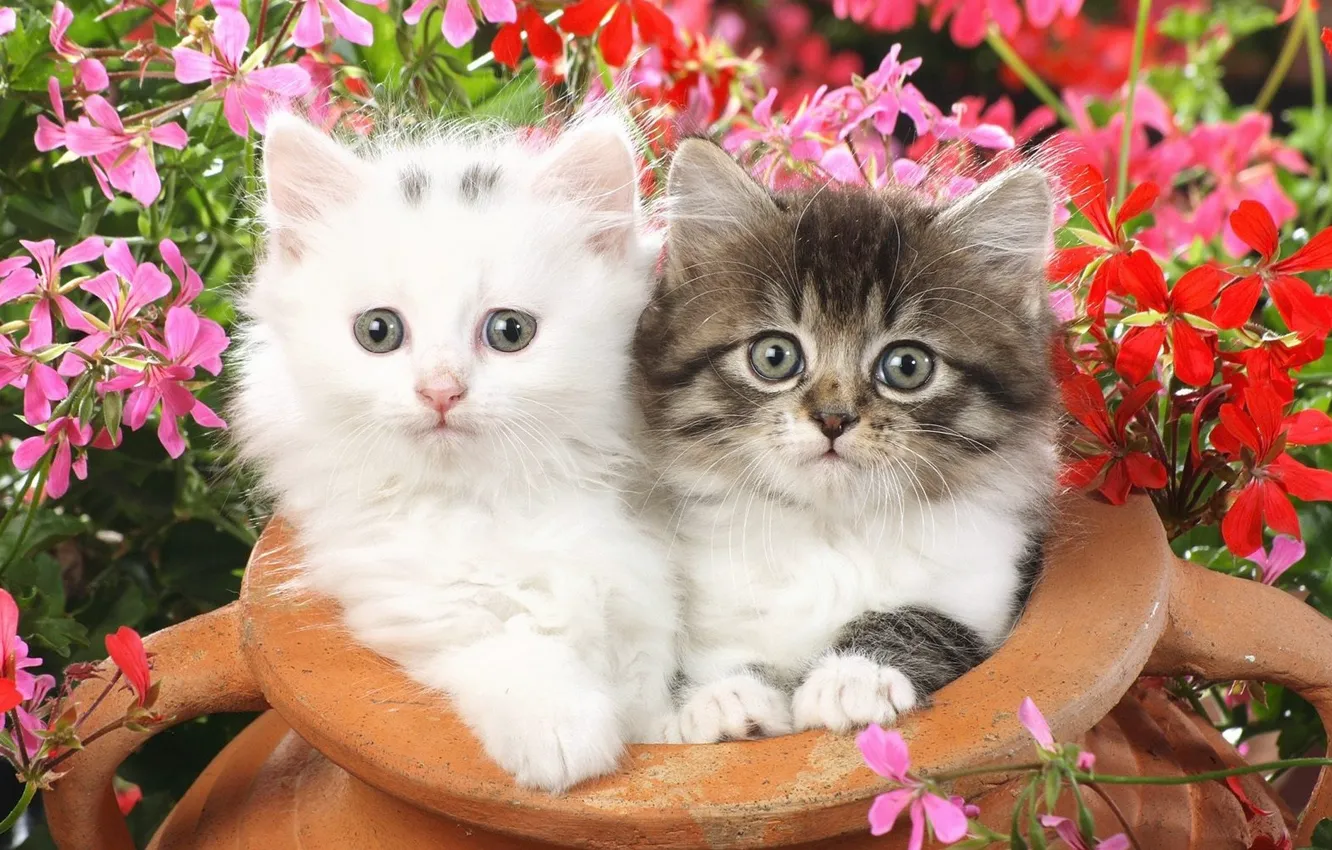 Фото обои цветы, Котята, маленькие, пушистые
