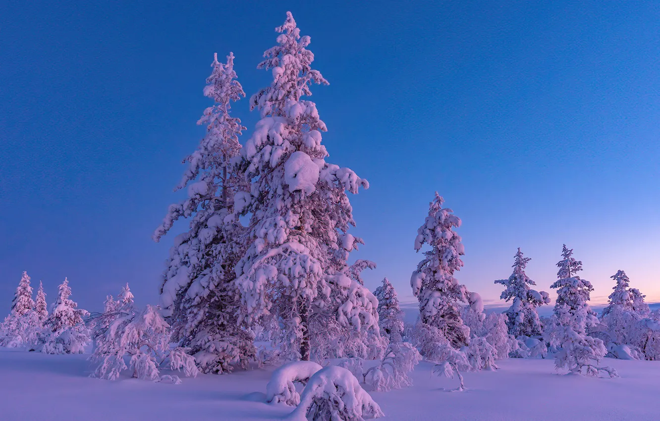 Фото обои зима, снег, деревья, ели, Финляндия, Finland, Lapland, Лапландия