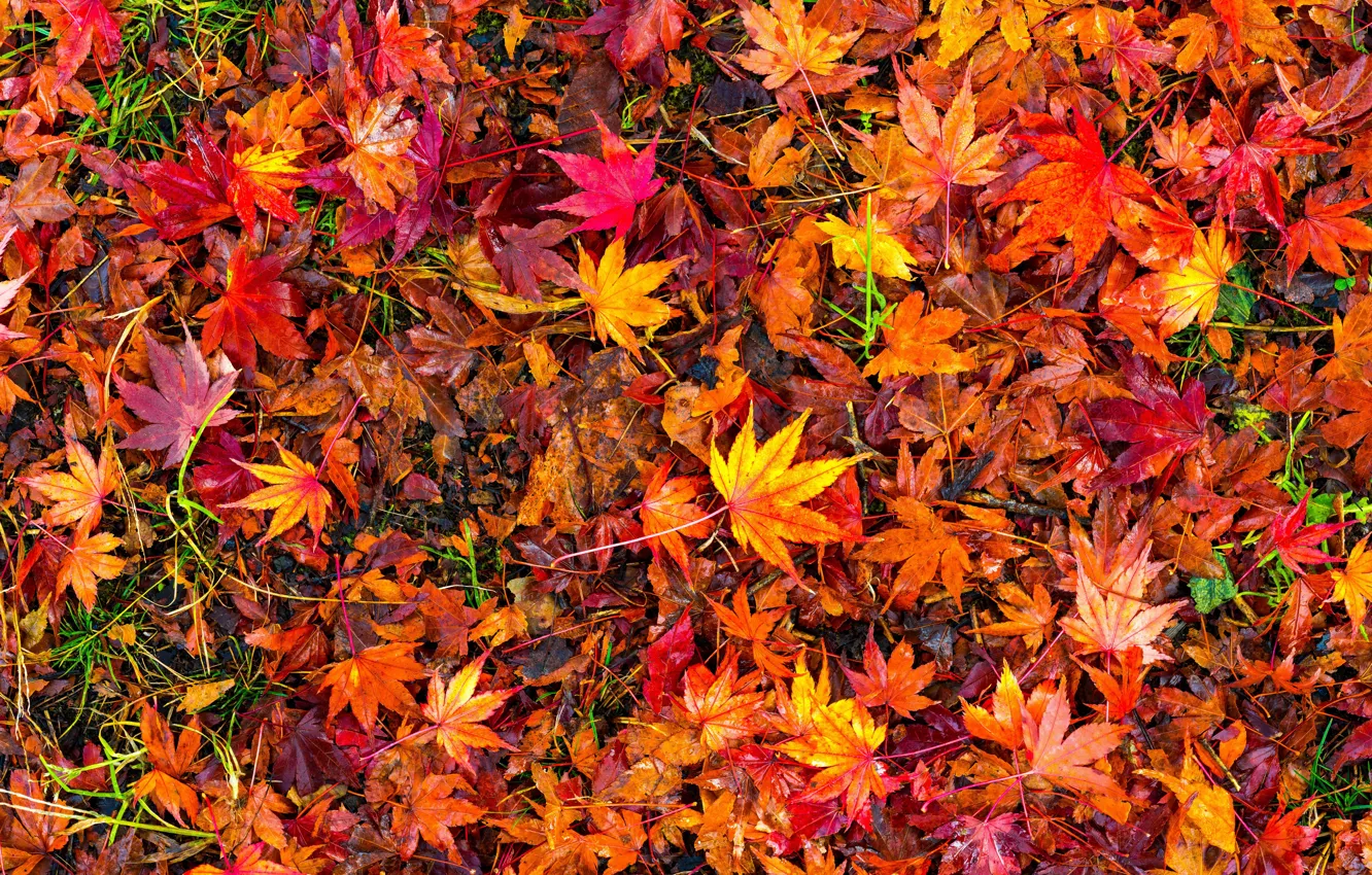 Фото обои осень, листья, фон, colorful, red, клен, background, autumn