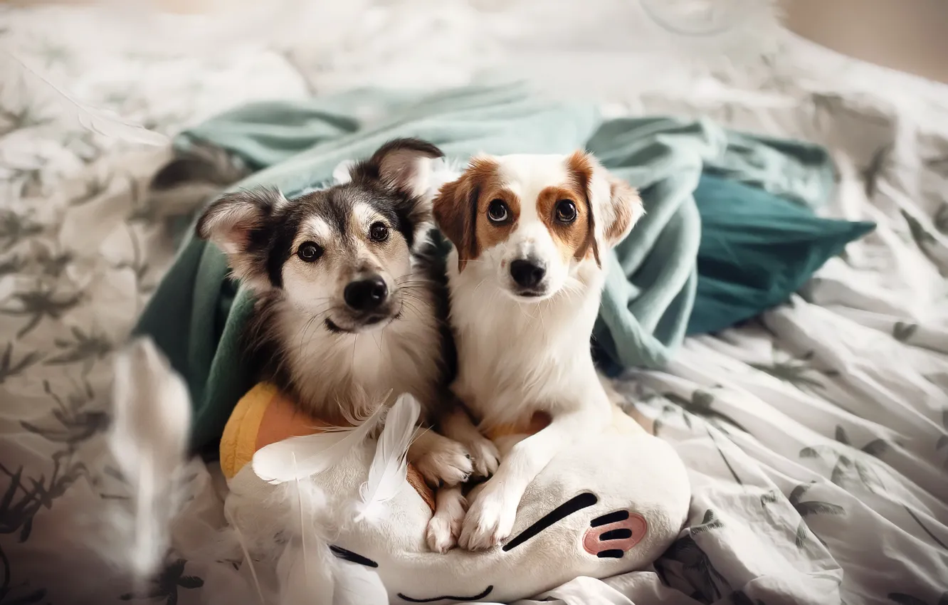 Фото обои собаки, уют, дом