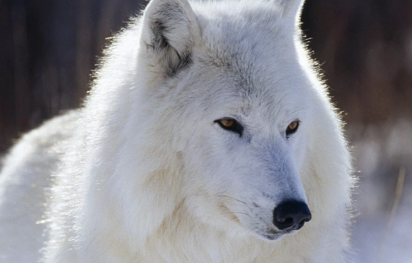 Фото обои nature, predator, animal, wolf, wildlife, Lobo, portrait., animal themes