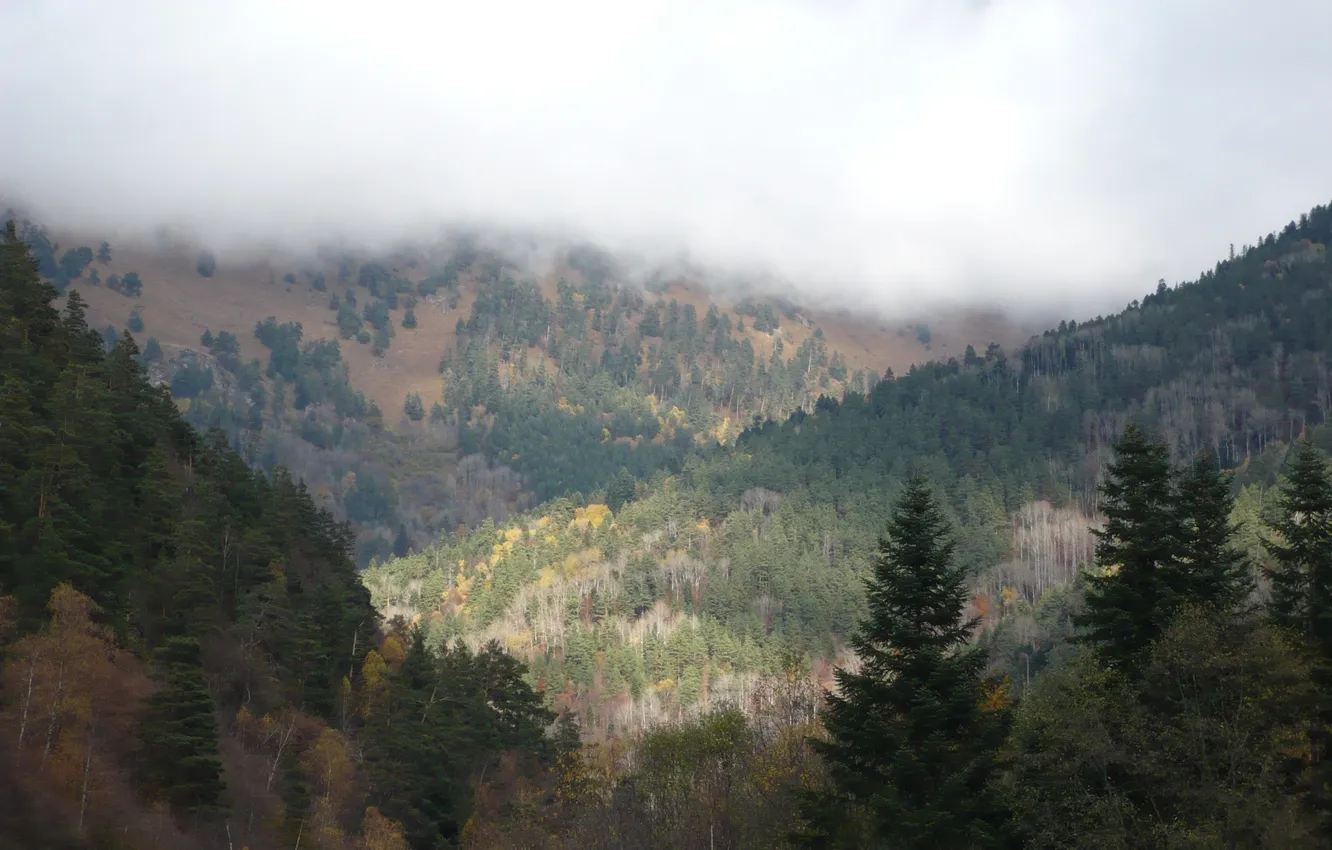 Фото обои лес, горы, кавказ, архыз