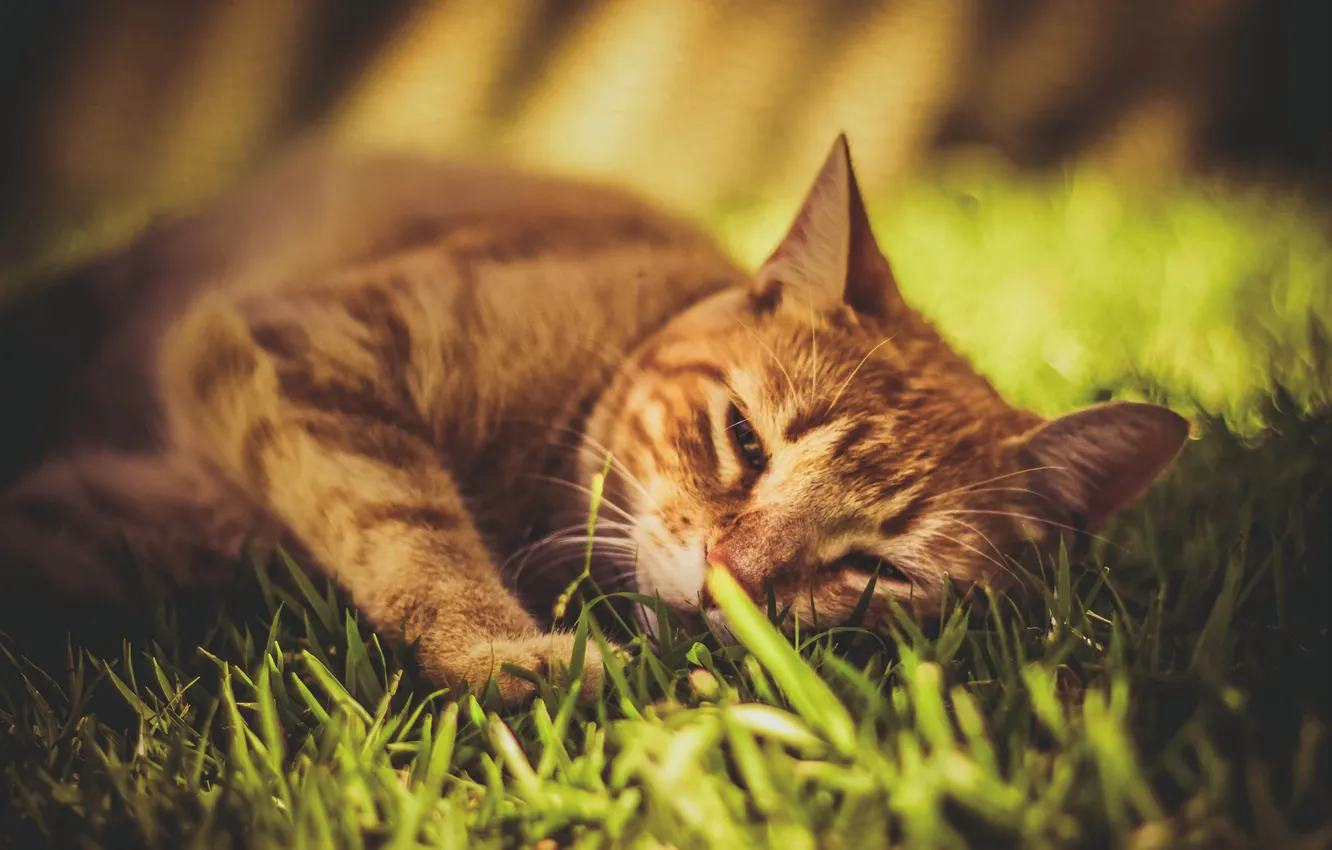 Фото обои трава, кот, кошак, рыжий, котяра