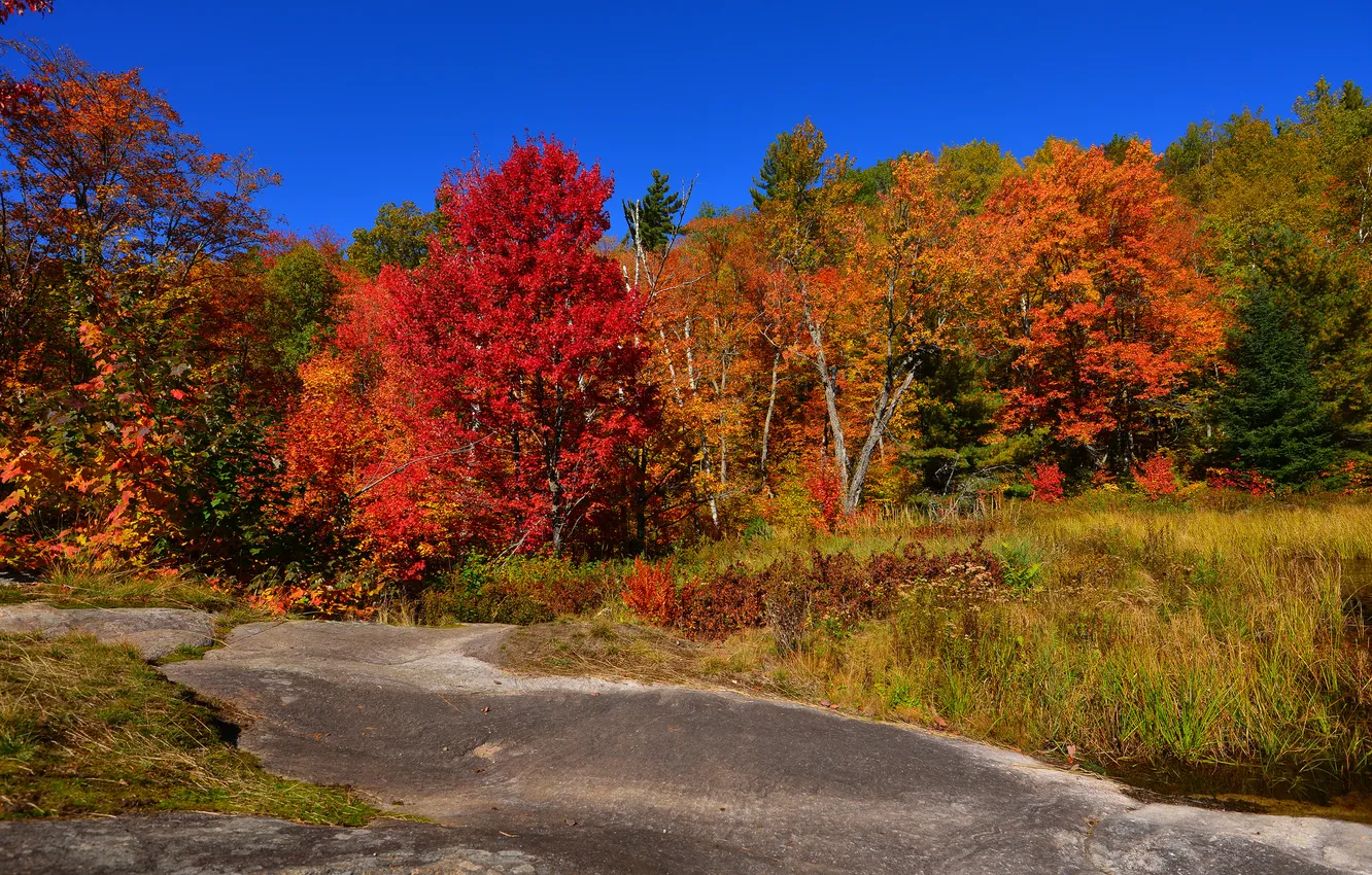 Фото обои осень, лес, небо, трава, деревья, скала