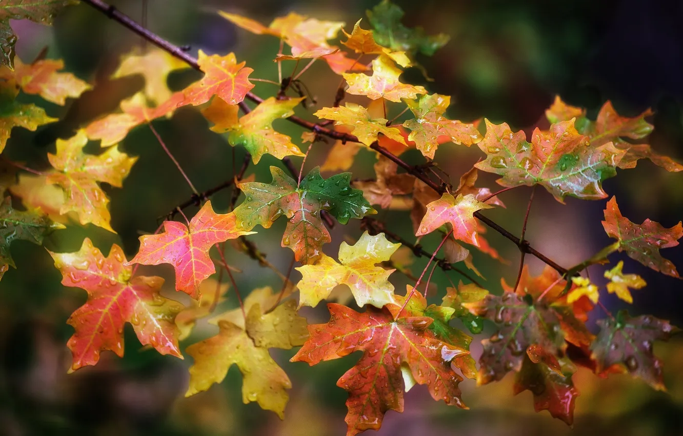 Фото обои осень, листья, цвета, капли, макро, ветка