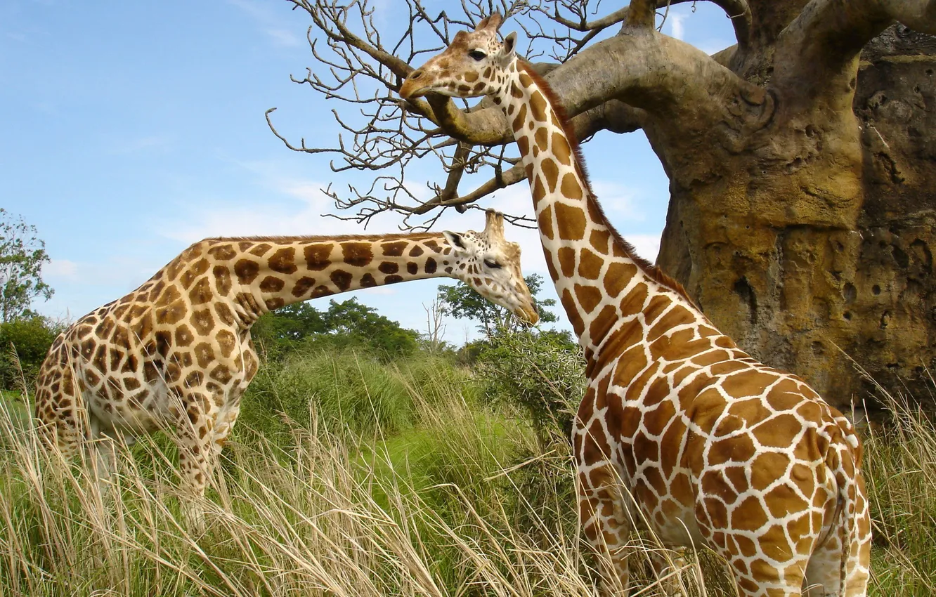 Фото обои трава, пара, жирафы, африка