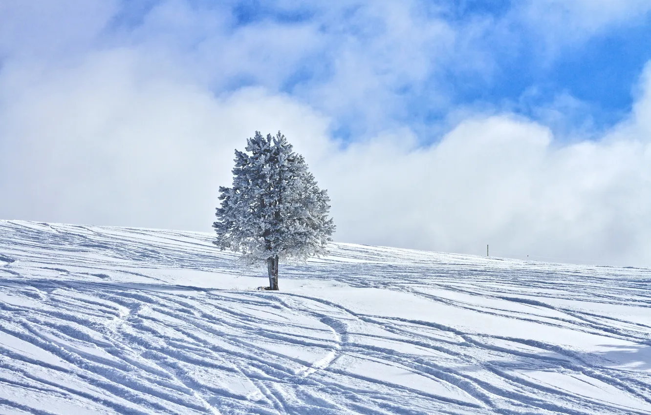 Фото обои зима, небо, облака, снег, следы, дерево, склон