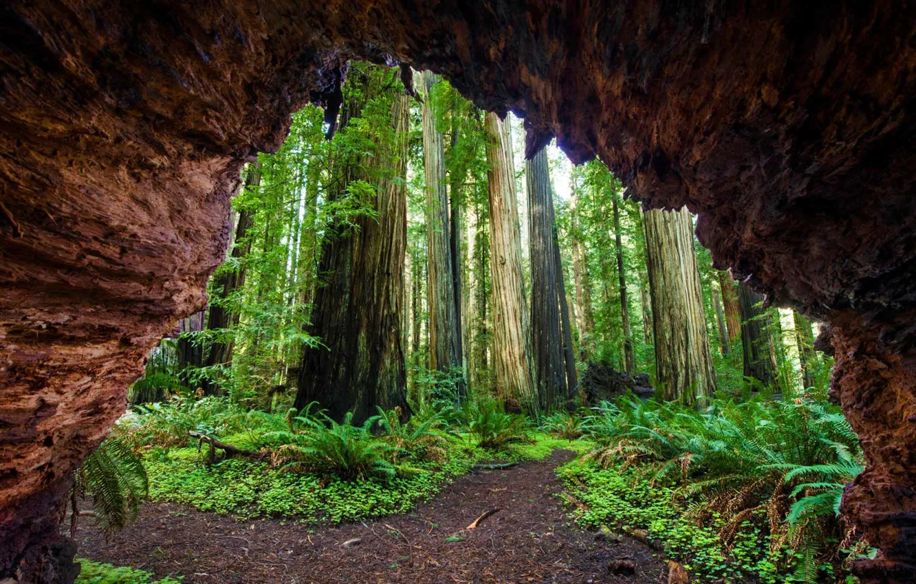 Фото обои Калифорния, США, Национальный парк Секвойя, Гигантский лес