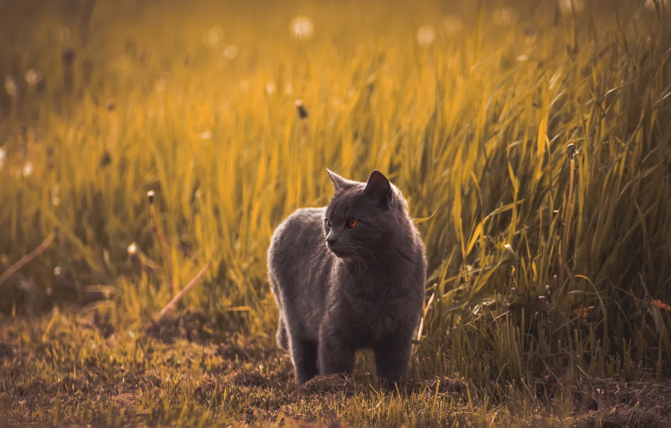Фото обои поле, кошка, трава, кот, взгляд, морда, природа, поза