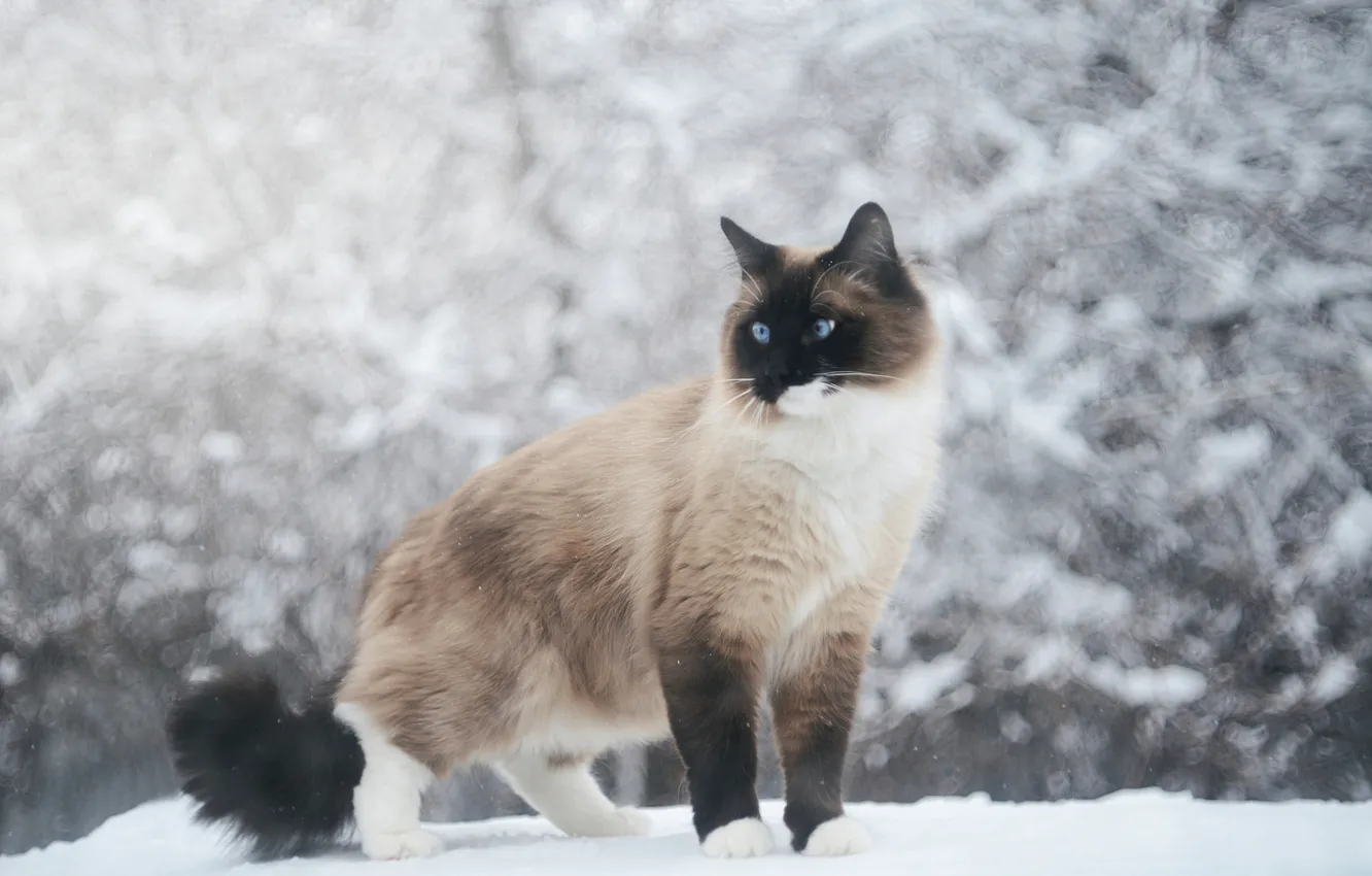 Фото обои зима, кошка, кот, снег, сиамский