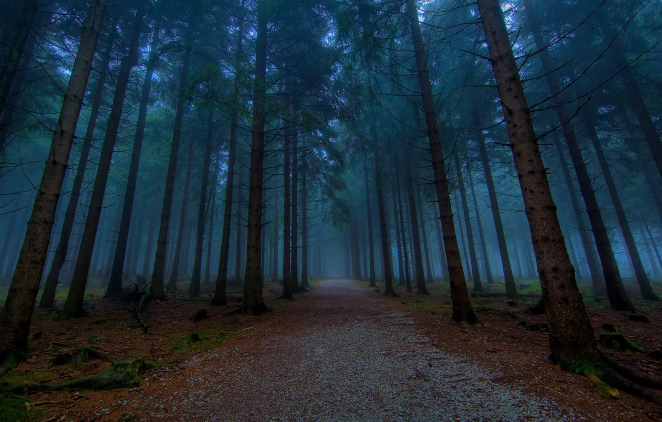 Фото обои лес, туман, сумрак, ели, дорога в лесу, еловый лес, туман в лесу, вечер в лесу