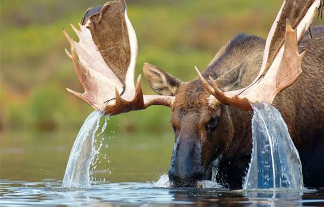 Фото обои water, animal, deer, wildlife, moose