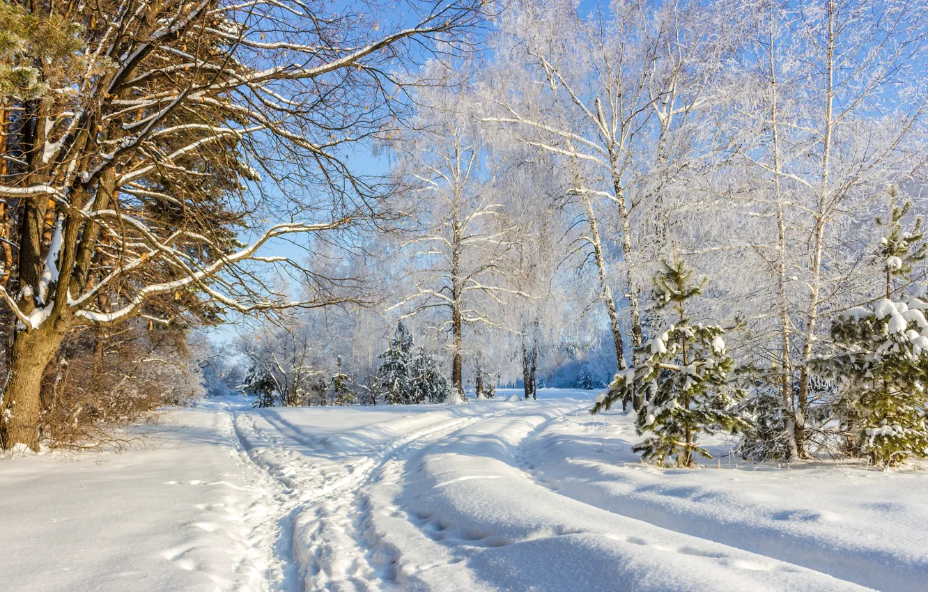 Фото обои зима, лес, снег, деревья, пейзаж, природа, тропинки
