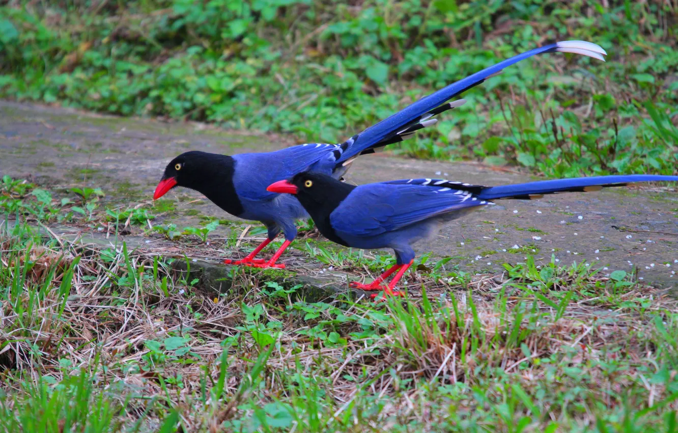 Фото обои Птицы, пара, синие