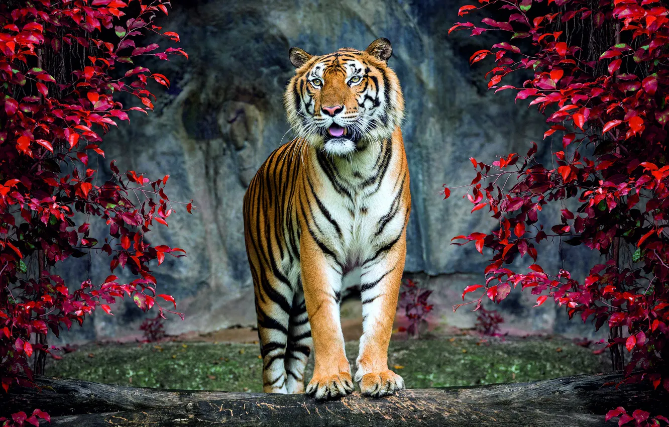 Фото обои тигр, скалы, листва, кусты