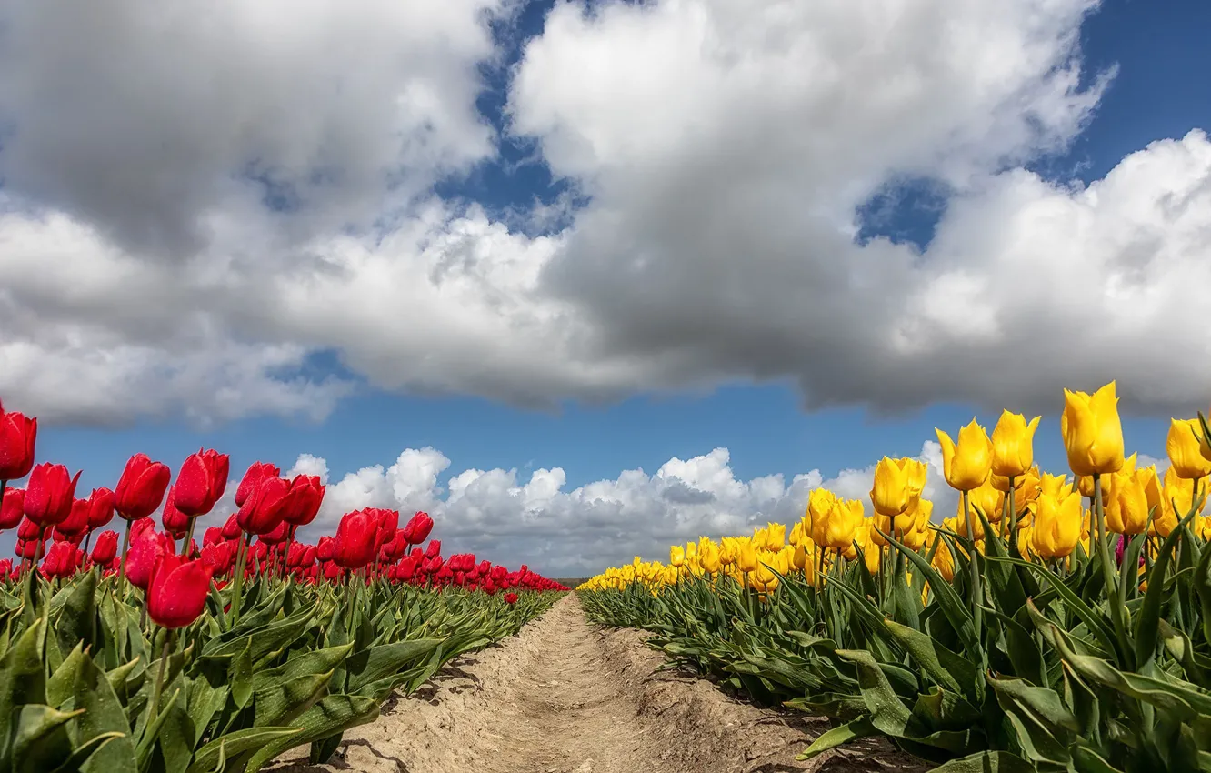 Фото обои тюльпаны, Нидерланды, плантация
