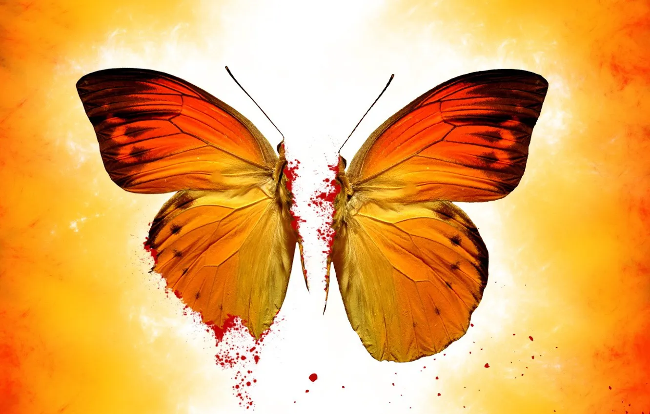 Фото обои желтый, бабочка, кровь