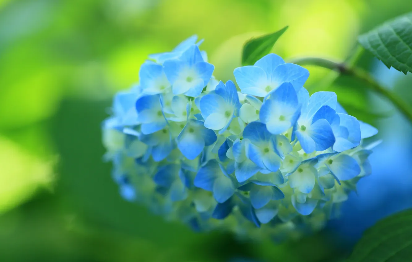 Фото обои цветок, синяя, цветение, кустарник, гортензия