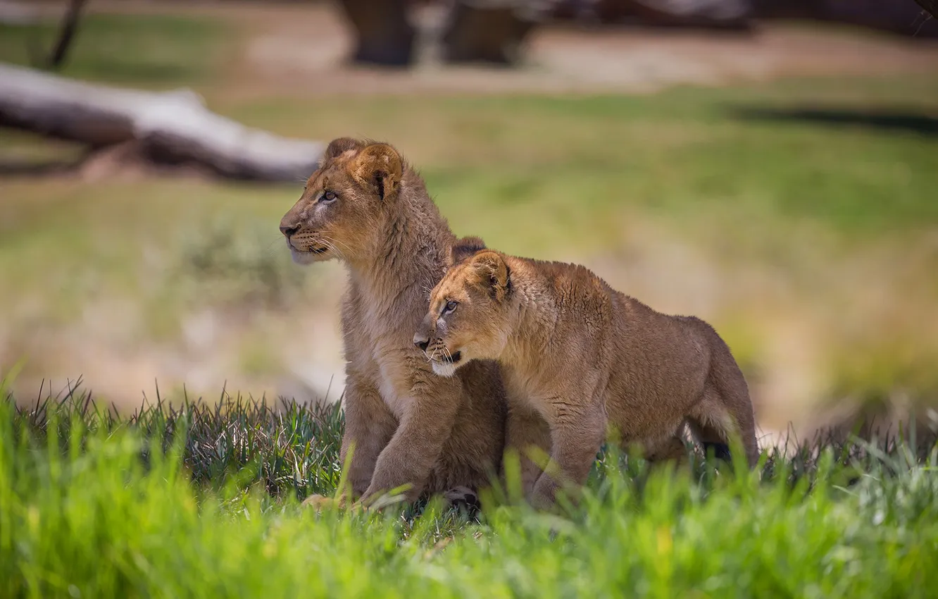 Фото обои grass, lions, animal
