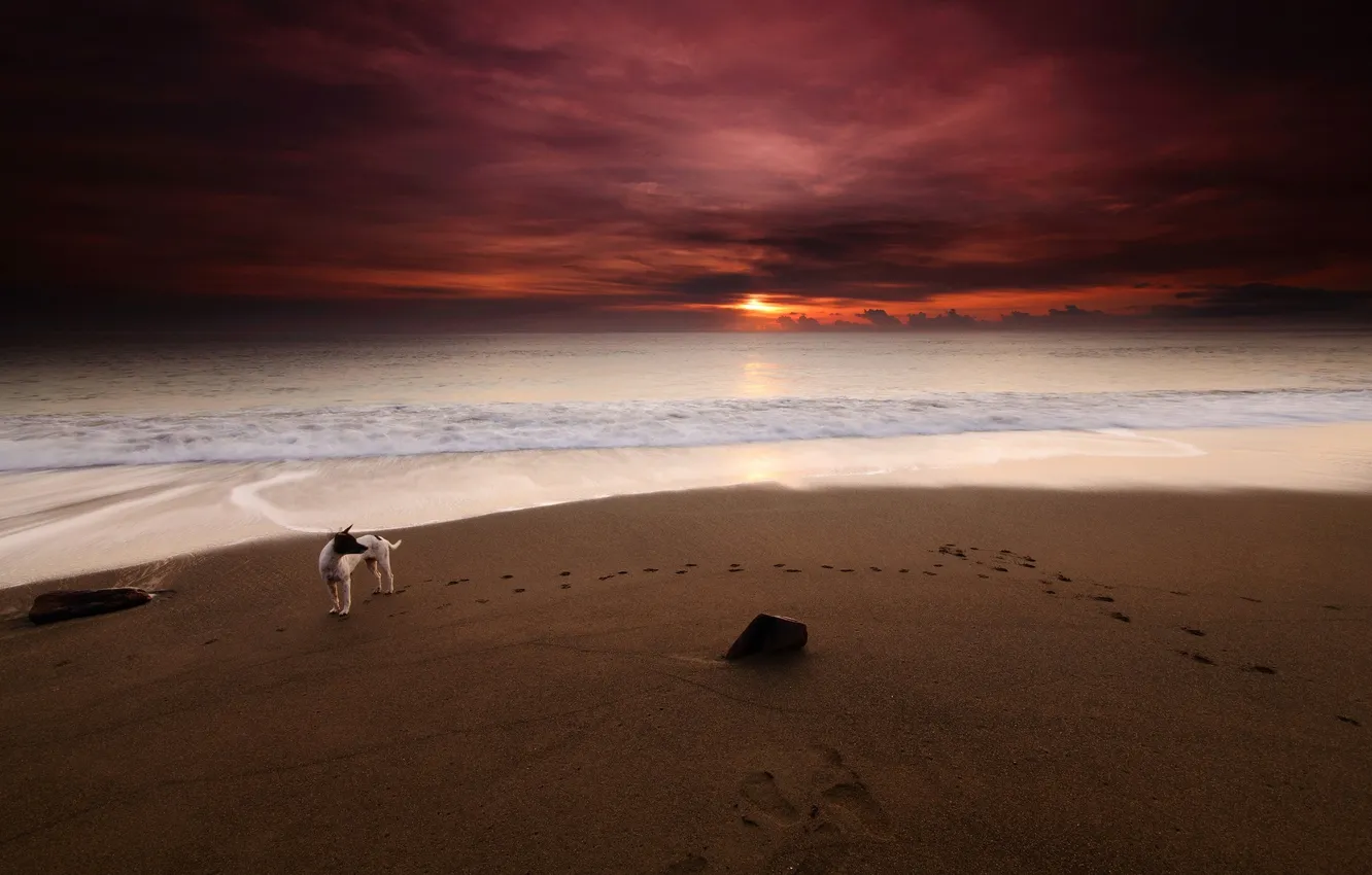 Фото обои море, пляж, закат, собака